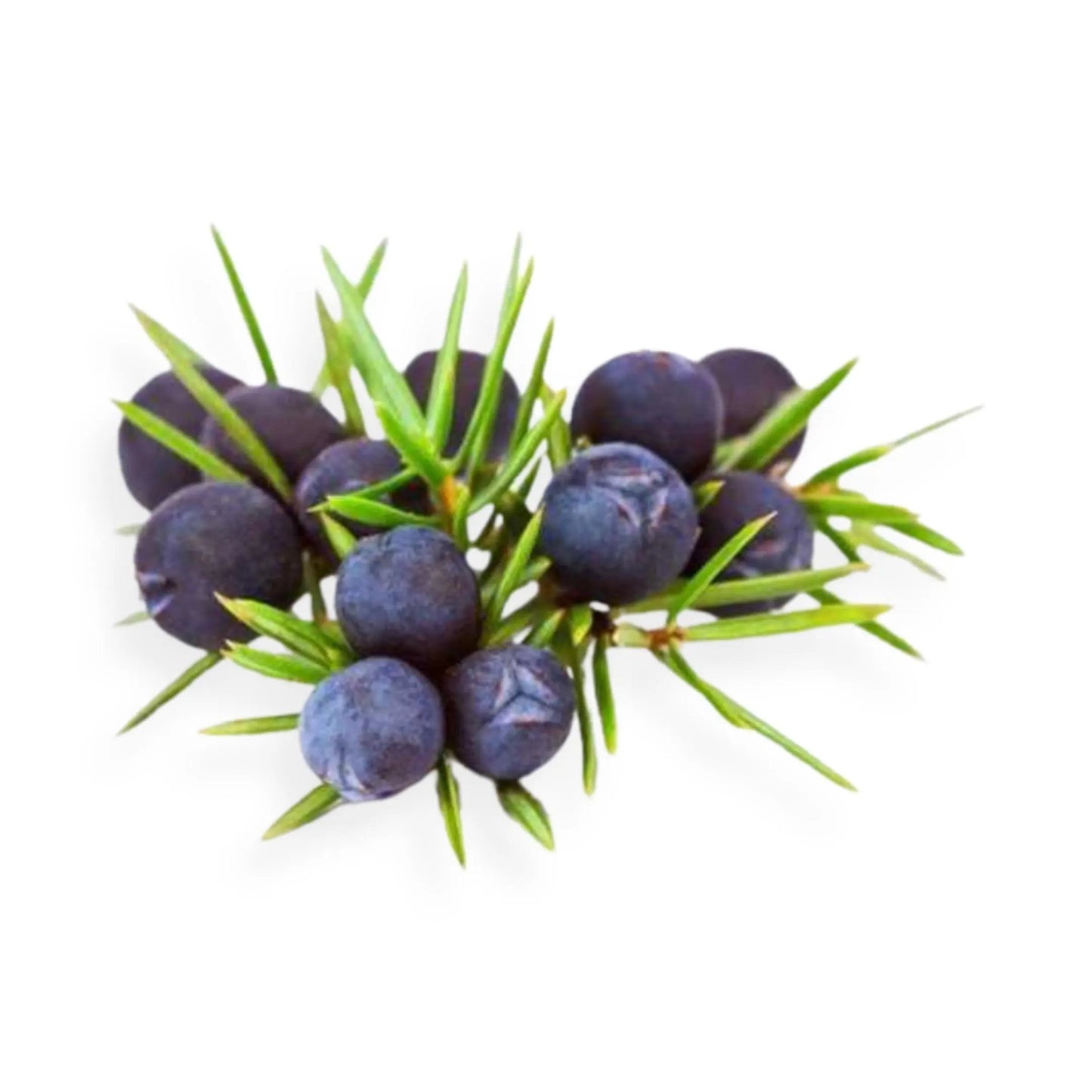 Essential Oil - Juniper Berry (Juniperus Communis L)