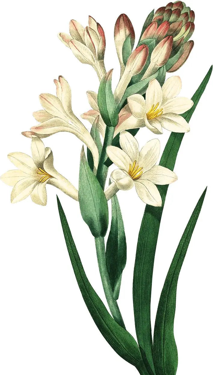 Essential Oil - Tuberose Absolute (Polianthes Tuberose)