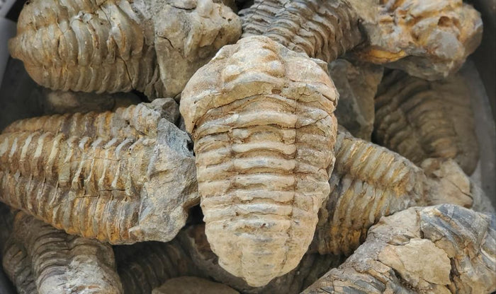Fossils