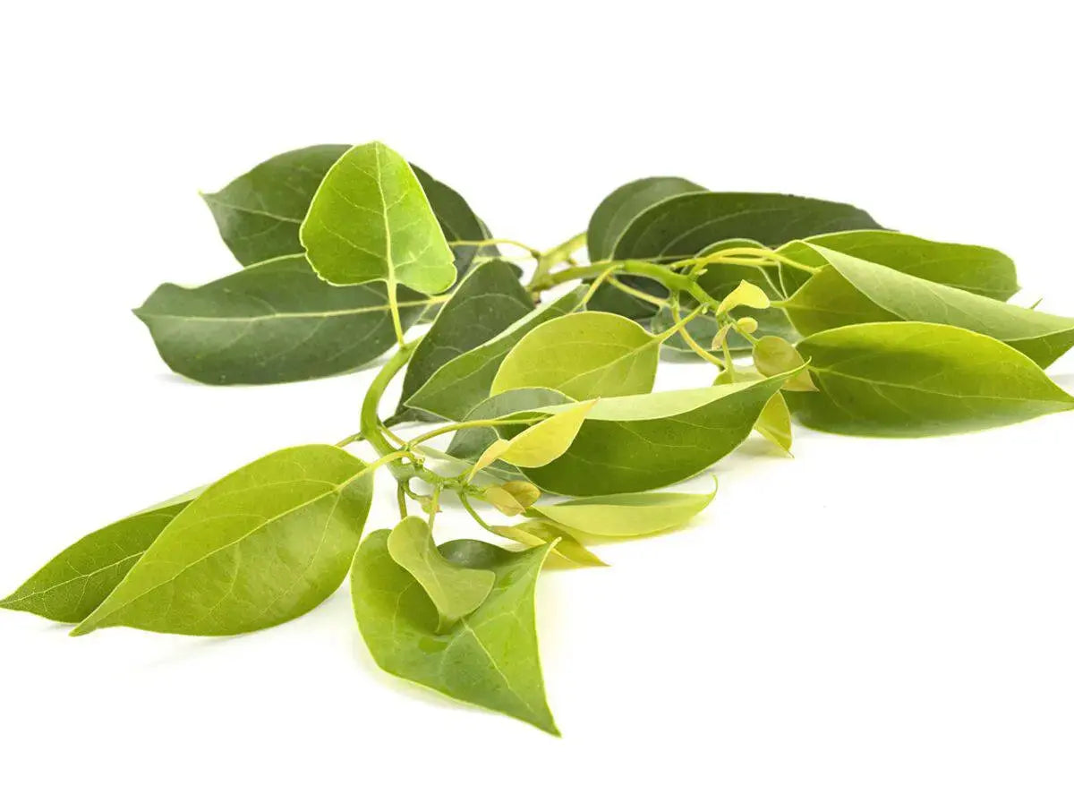 Essential Oil - Ravintsara (Cinnamomum Camphora)