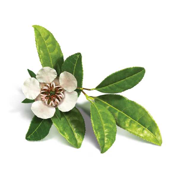 Essential Oil - Copaiba Balsam (Copaifera Spp)