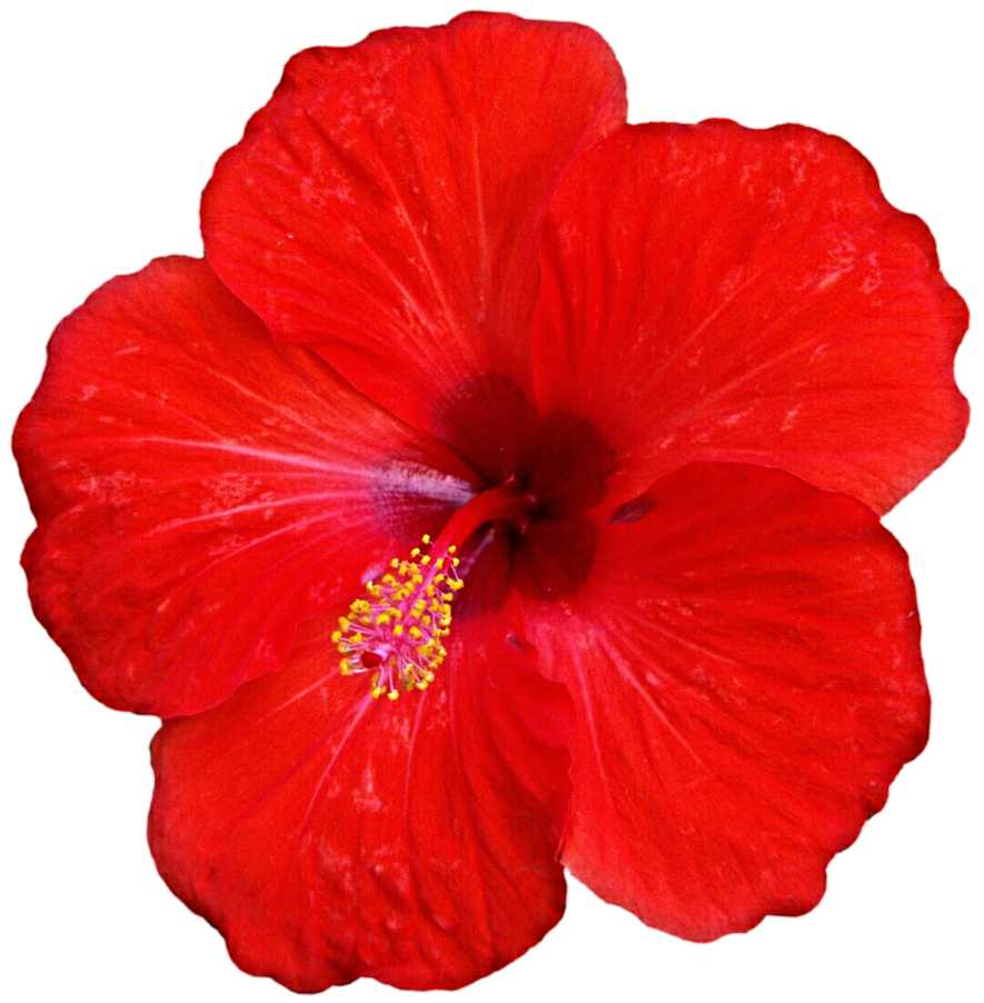 Essential Oil - Hibiscus (Hibiscus Rosa-Sinensis L.)