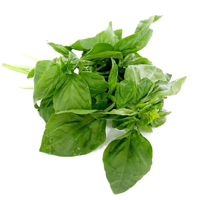 Essential Oil - Basil (Ocimum Basilicum L)