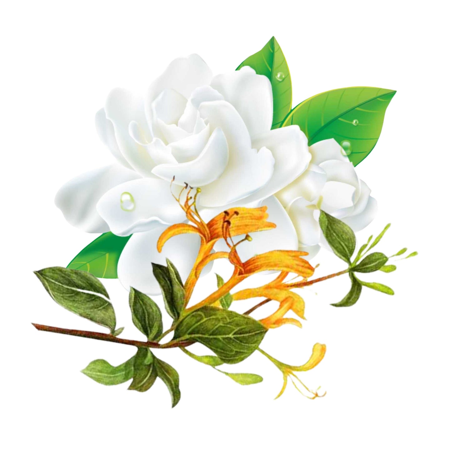 Essential Oil - Blend - Honeysuckle & Jasmine