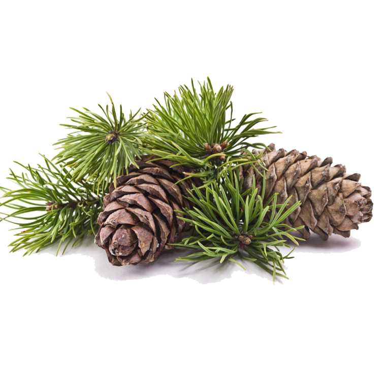 Essential Oil - Cedarwood Atlas (Cedrus Atlantica)