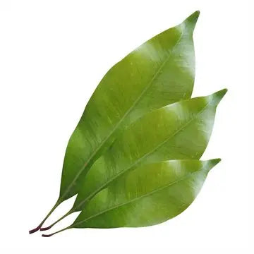 Essential Oil - Clove Leaf (Syzygium Aromaticum L)