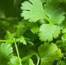 Essential Oil - Coriander (Coriandrum Sativum)