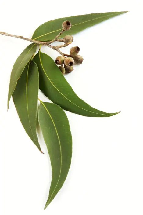 Essential Oil - Eucalyptus Lemon (Eucalyptus Citriodora)