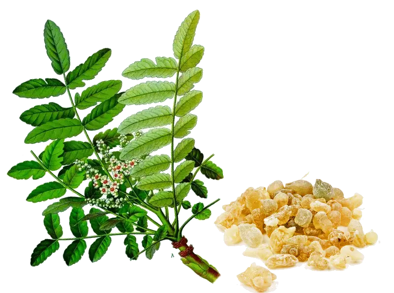 Essential Oil - Frankincense (Boswellia Serrata)
