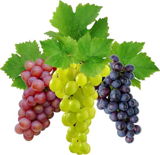 Essential Oil - Grape (Vitis Vinifera)