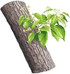 Essential Oil - Ho Wood (Cinnamomum Camphora)