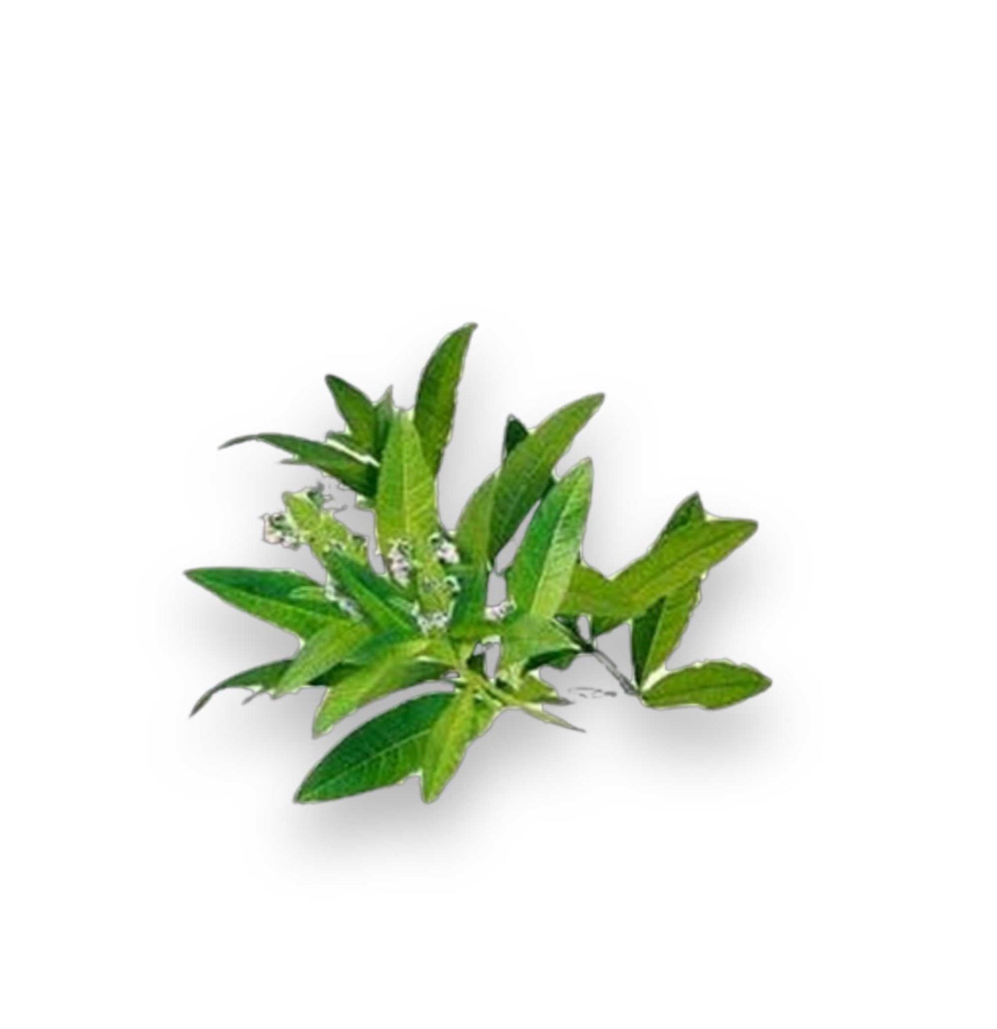 Essential Oil - Lemon Verbena (Aloysia Citrodora)