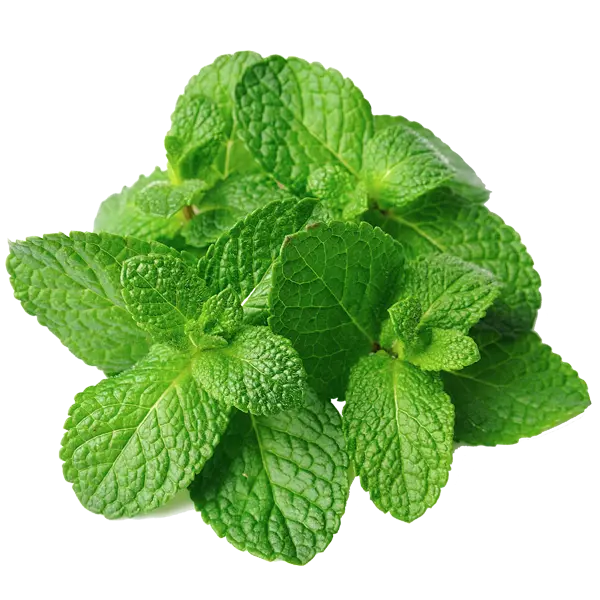 Essential Oil - Peppermint (Mentha Arvensis)