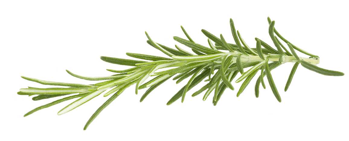 Essential Oil - Rosemary (Rosmarinus Officinalis)