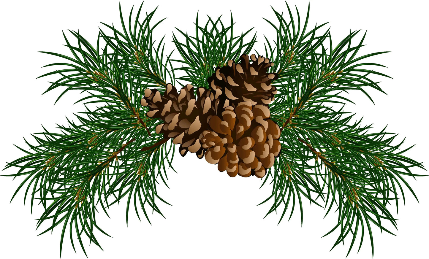 Essential Oil - Scots Pine (Pinus Sylvestris)