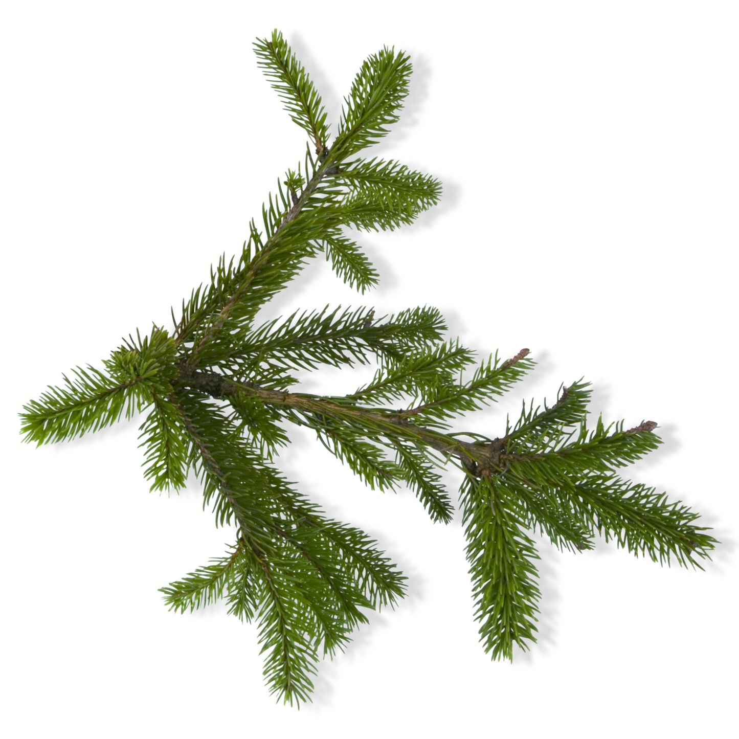Essential Oil - Balsam Fir (Abies Balsamea)