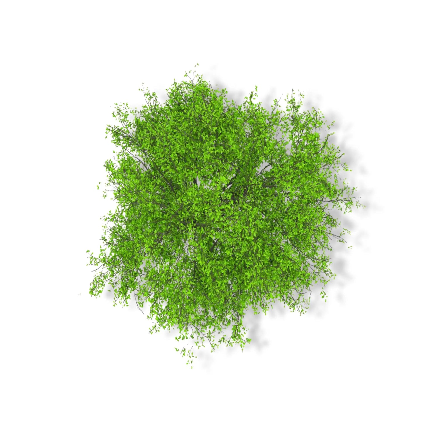 Essential Oil - Camphor (Cinnamomum Camphora)