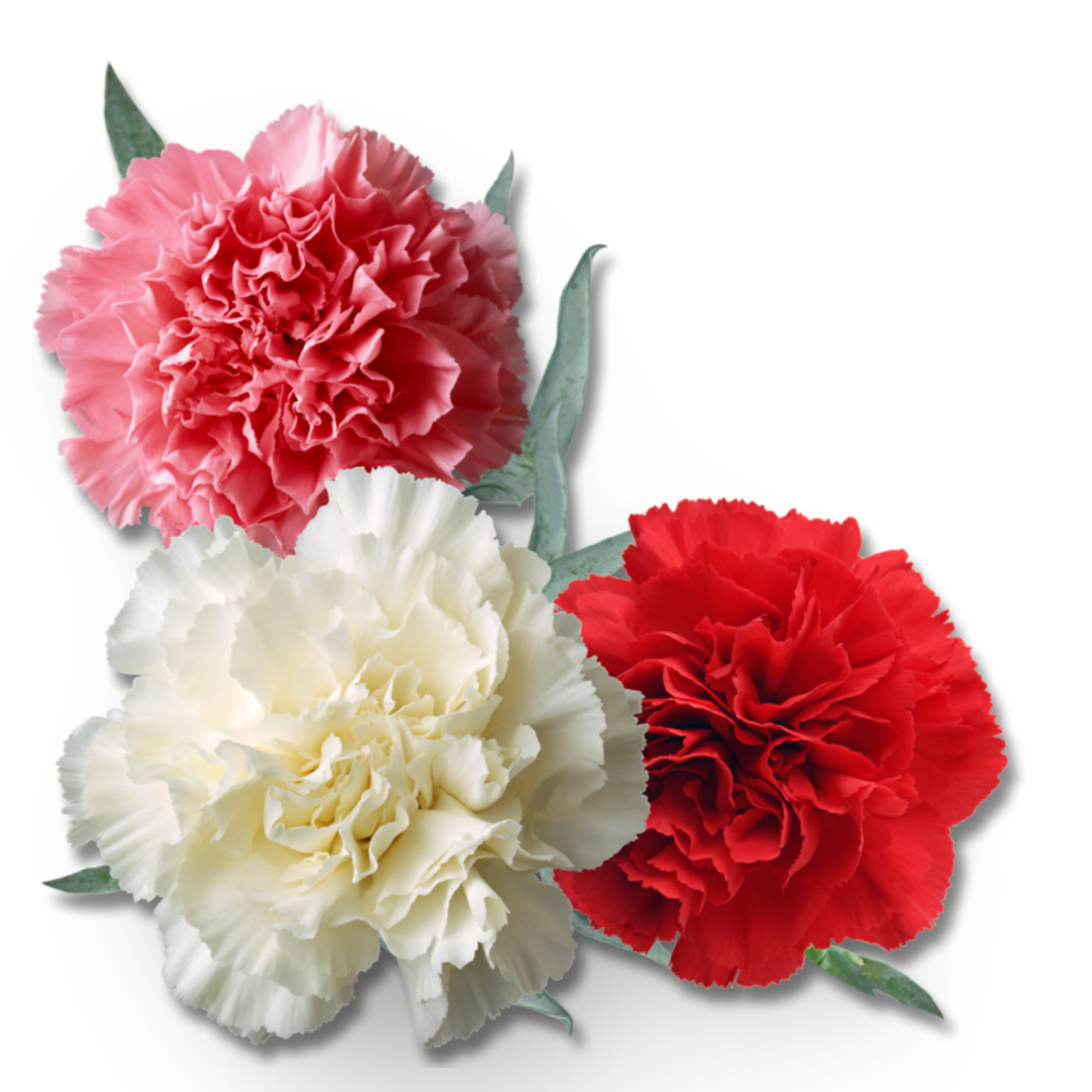 Essential Oil - Carnation Absolute (Dianthus Caryophyllus)