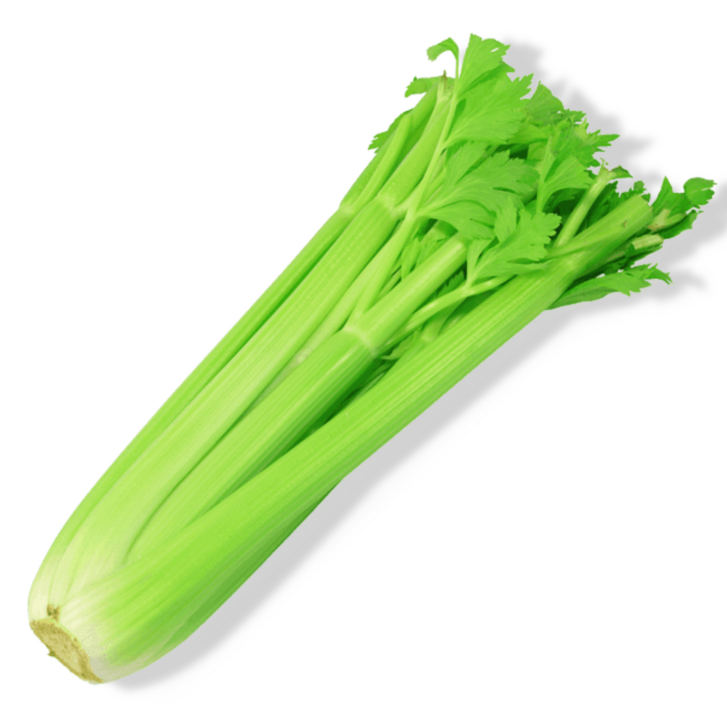 Essential Oil - Celery Seeds (Apium Graveolens)