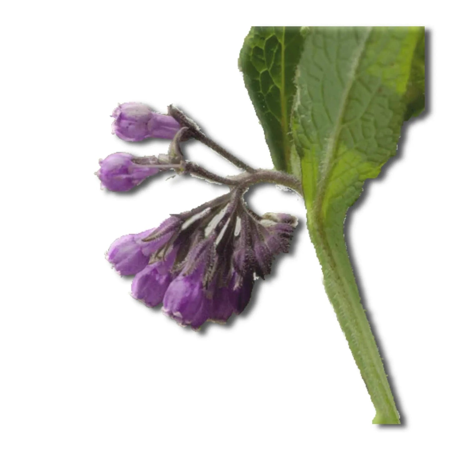Essential Oil - Comfrey (Symphytum Officinale)