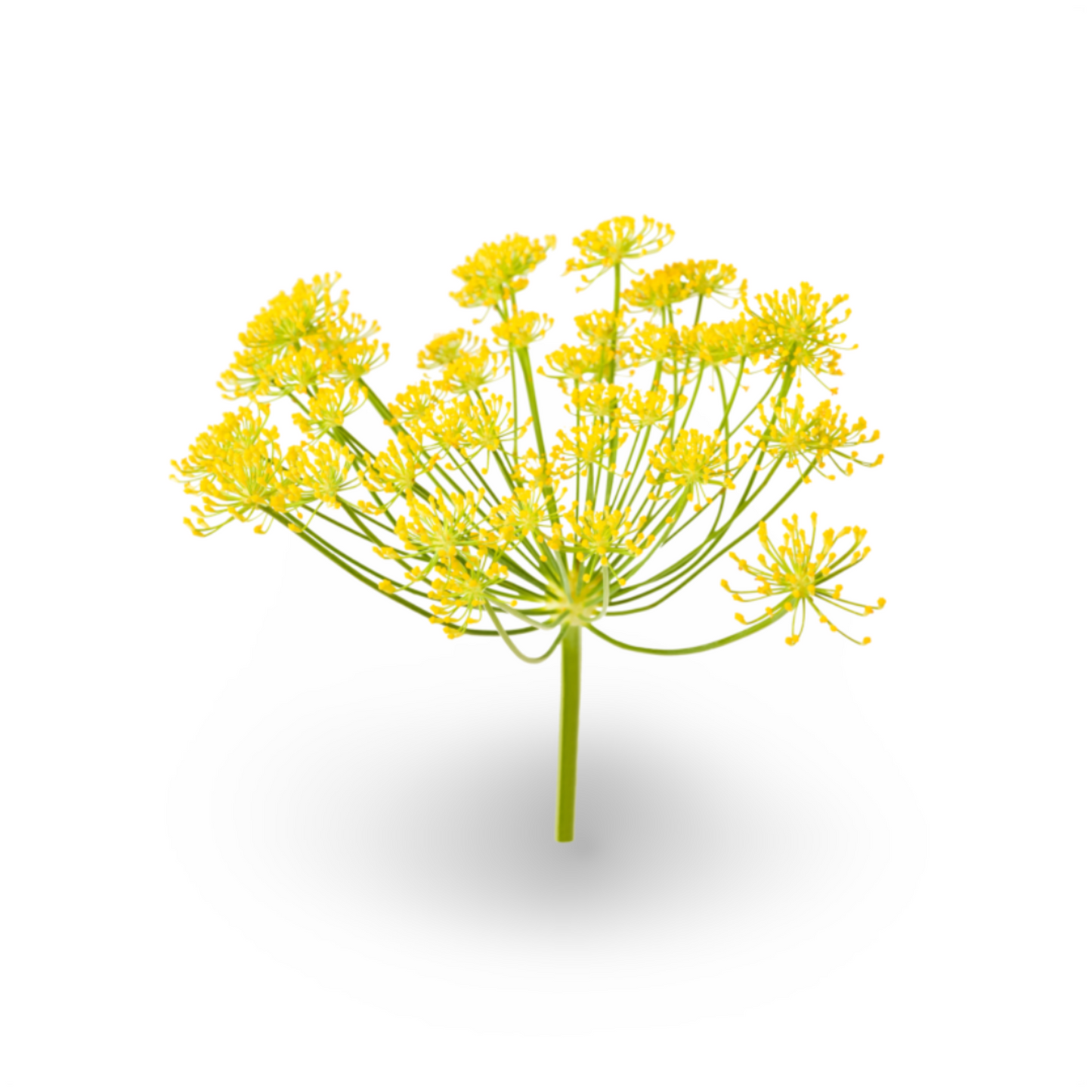 Essential Oil - Sweet Fennel (Foeniculum Vulgare Dulce)