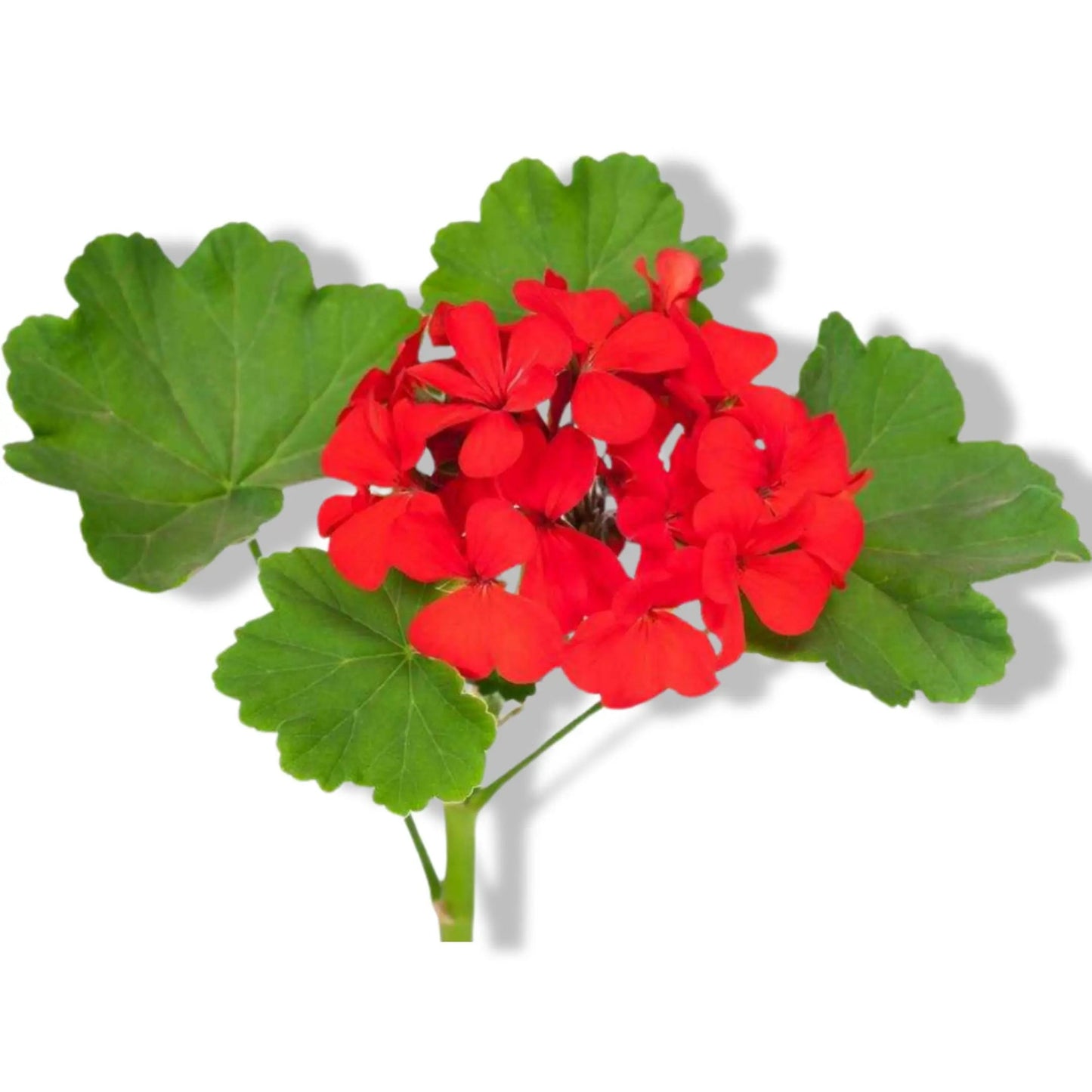 Essential Oil - Geranium (Pelargonium x Asperum)