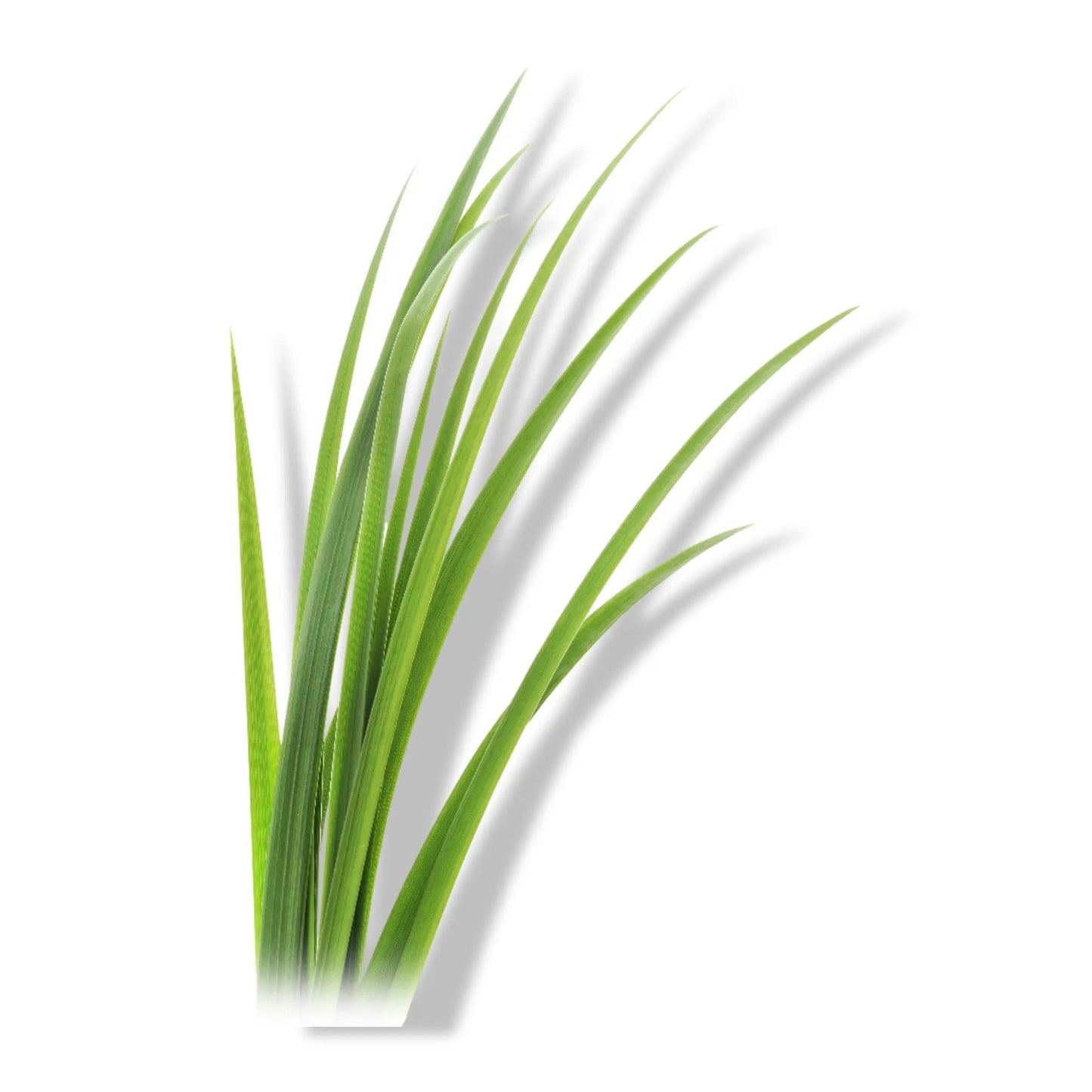 Essential Oil - Lemongrass (Cymbopogon Flexuosus)