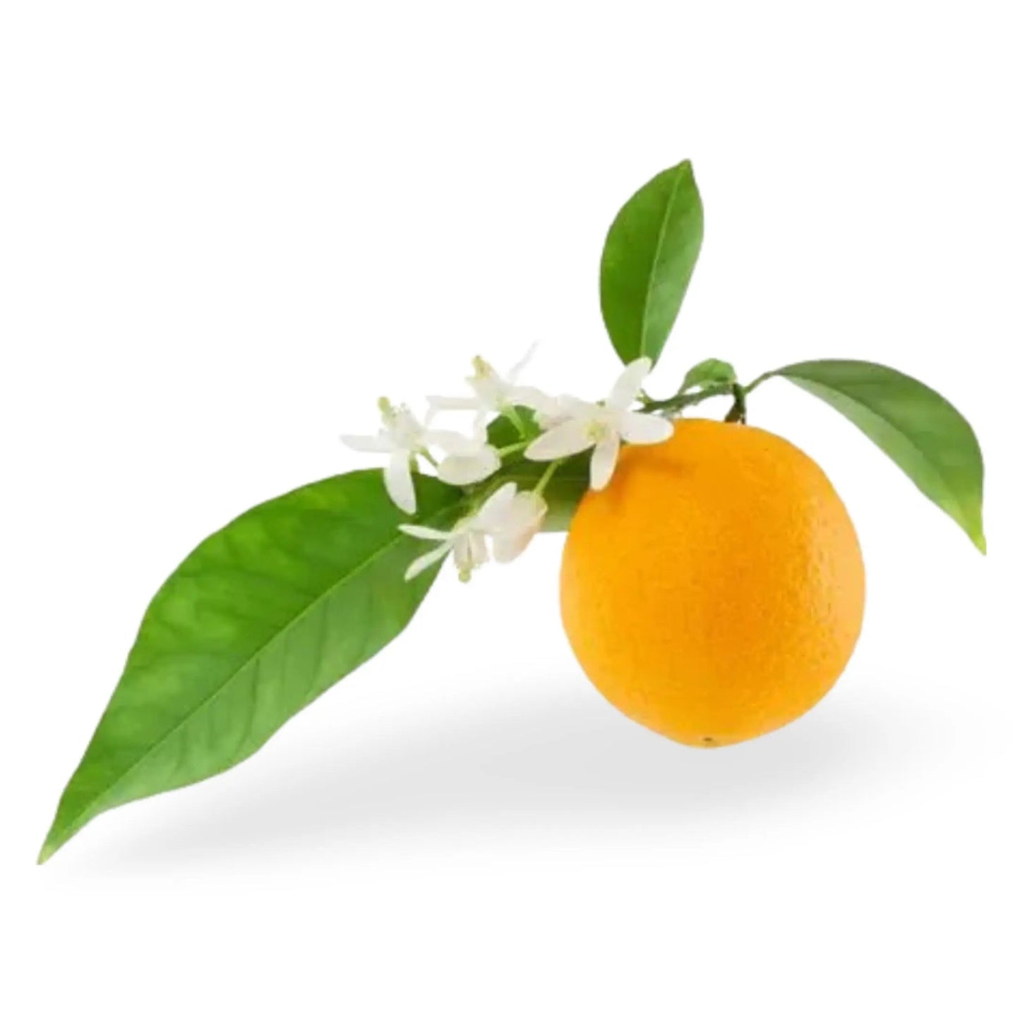Essential Oil - Neroli (Citrus Aurantium Var Amara)