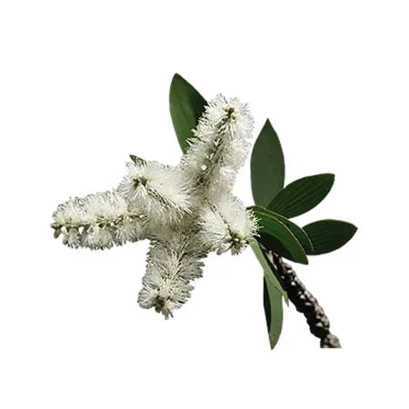 Essential Oil - Niaouli (Melaleuca Quinquenervia)