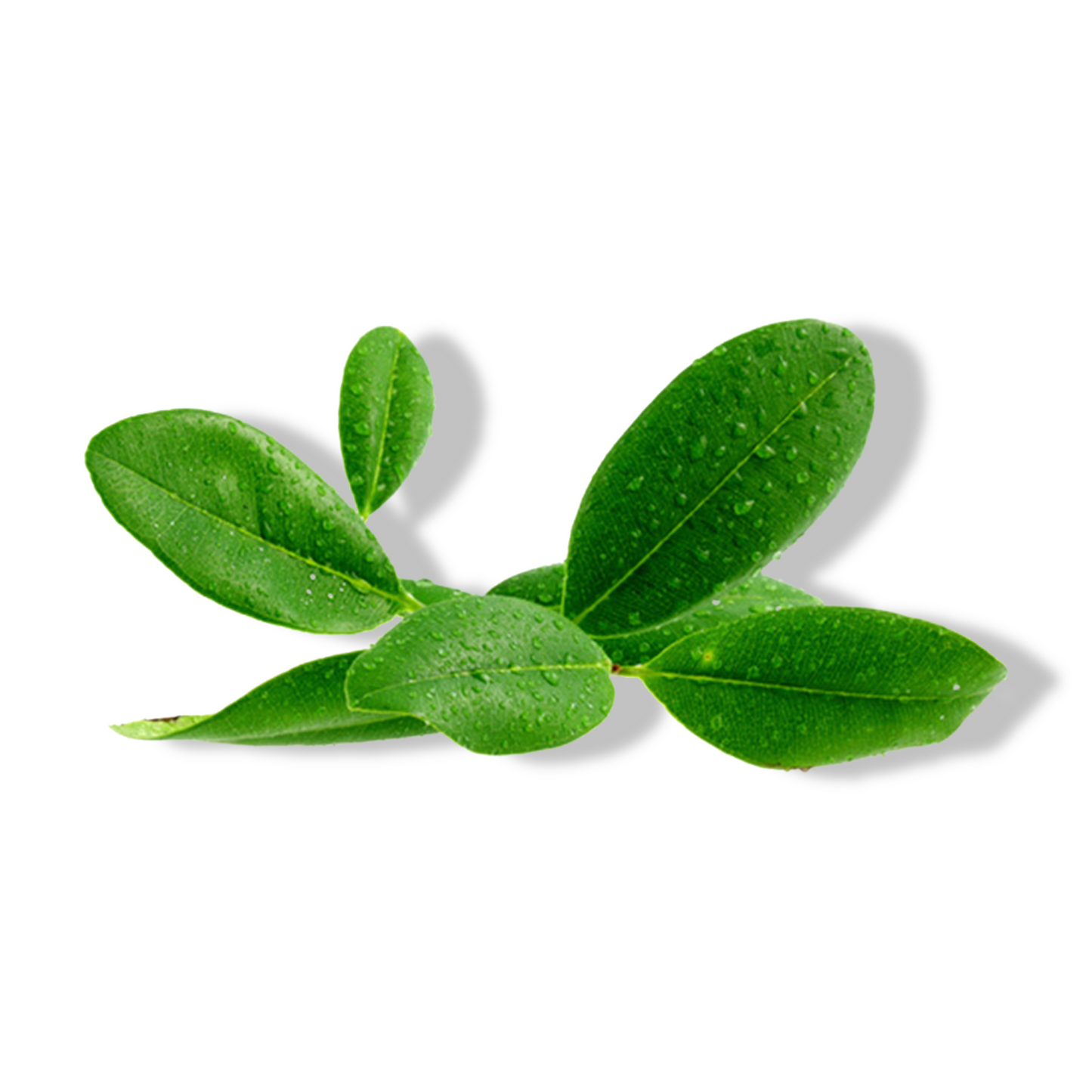 Essential Oil - Ravensara (Ravensara Aromatica)