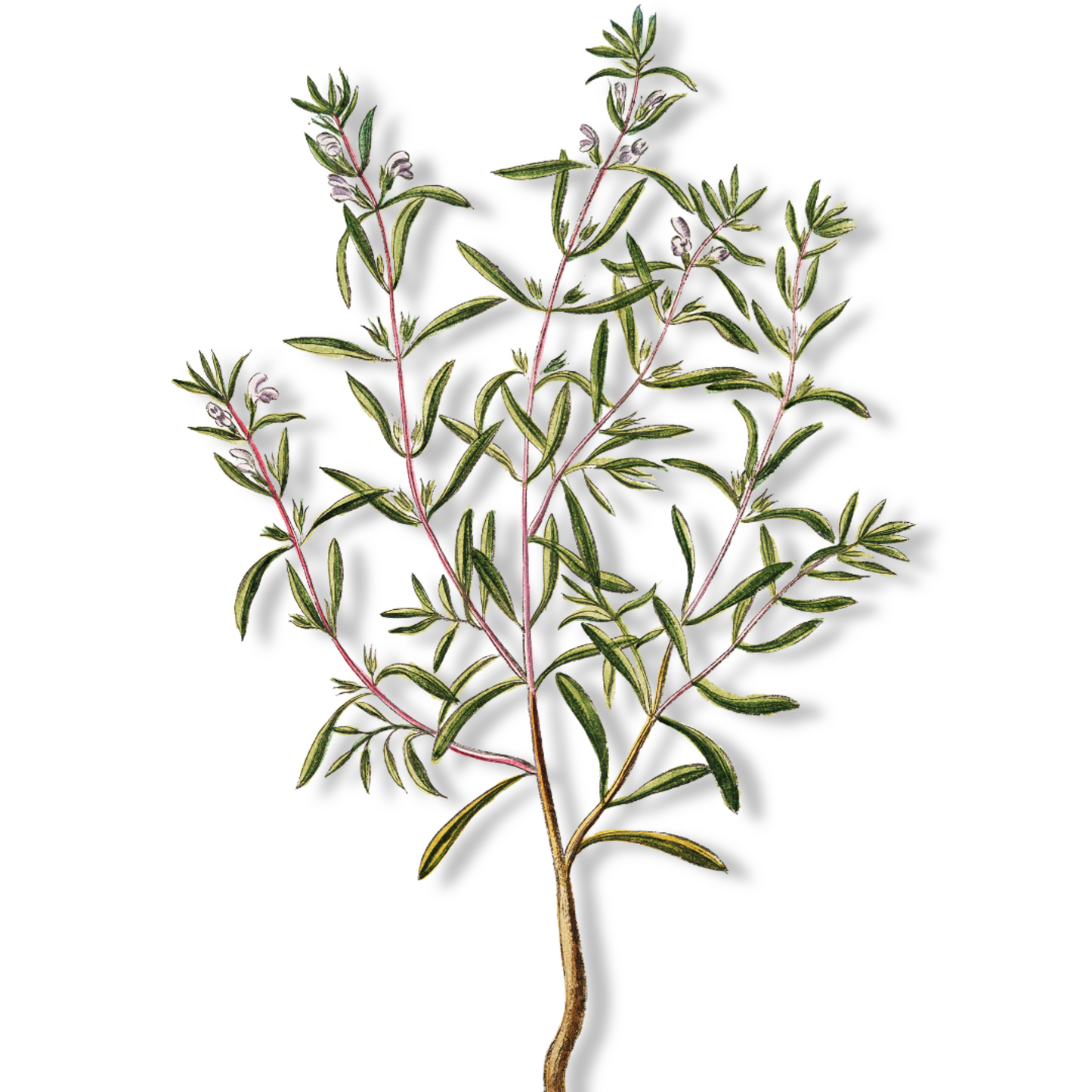 Essential Oil - Savory Winter (Satureja Montana)