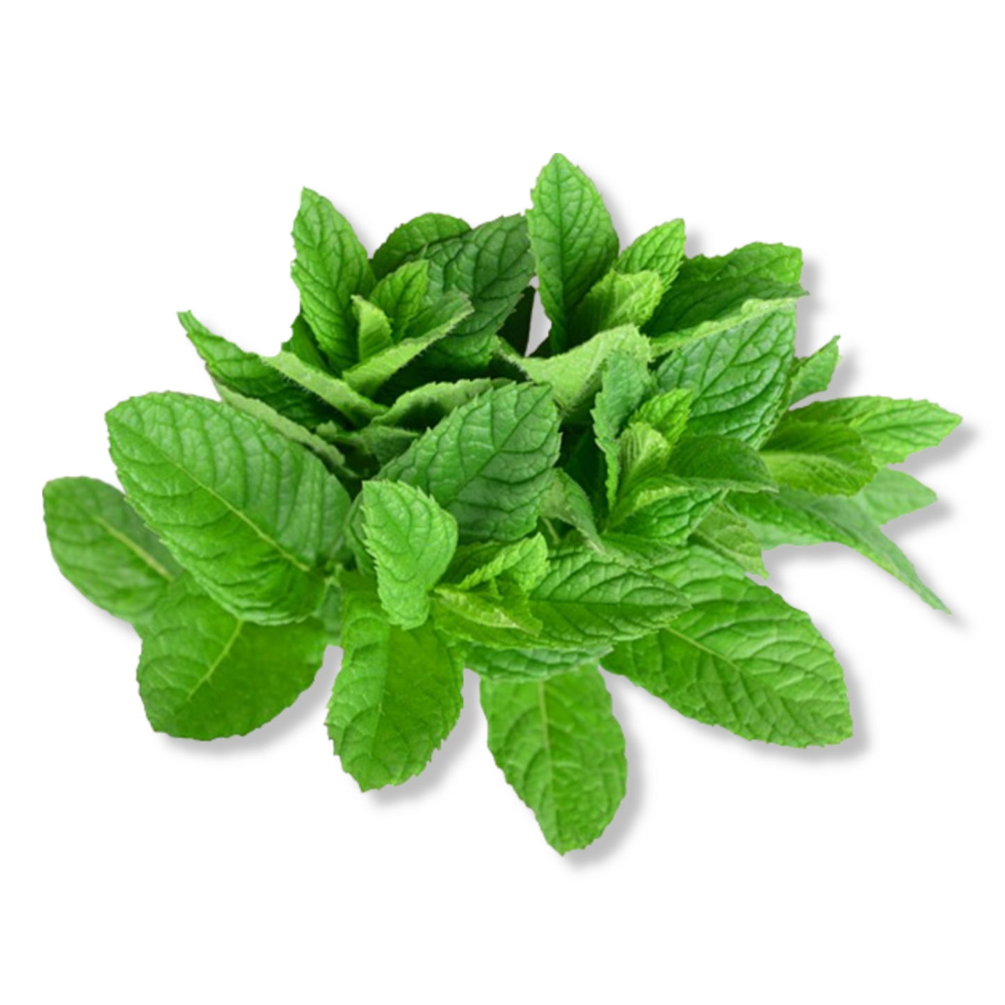 Essential Oil - Spearmint (Mentha Spicata)