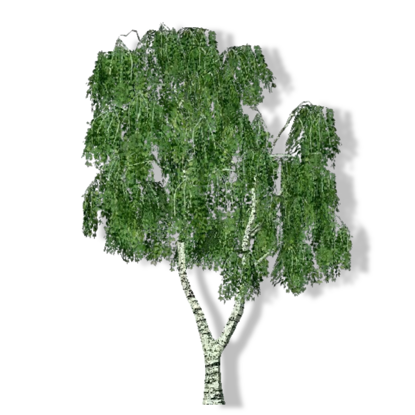 Essential Oil - Sweet Birch (Betula Lenta)