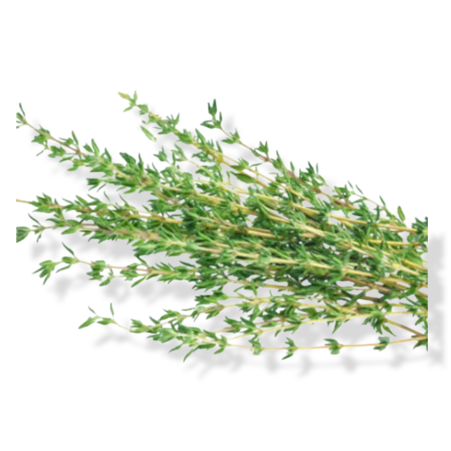Essential Oil - Thyme (Thymus Vulgaris)