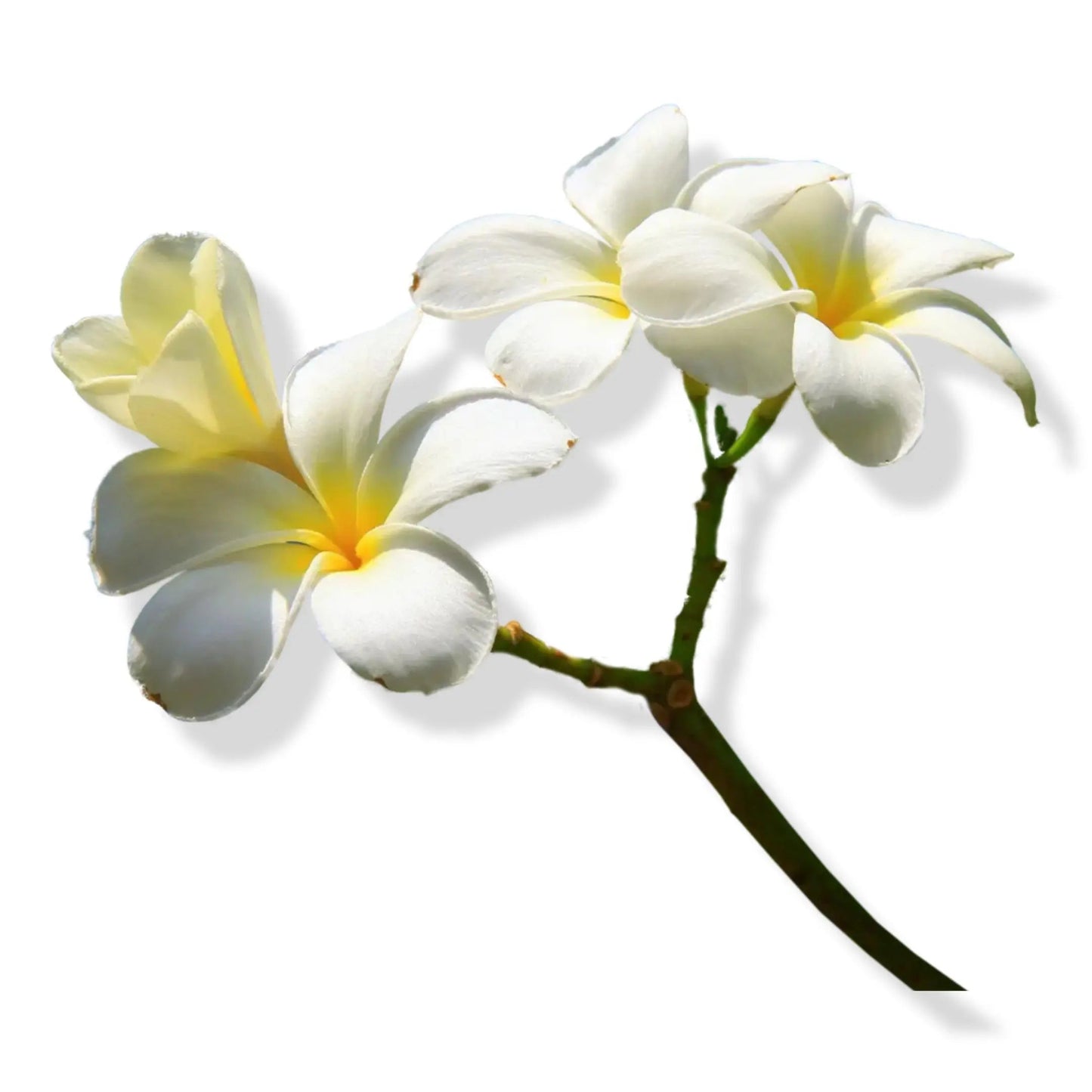 Essential Oil - Vanilla (Vanilla Planifolia)