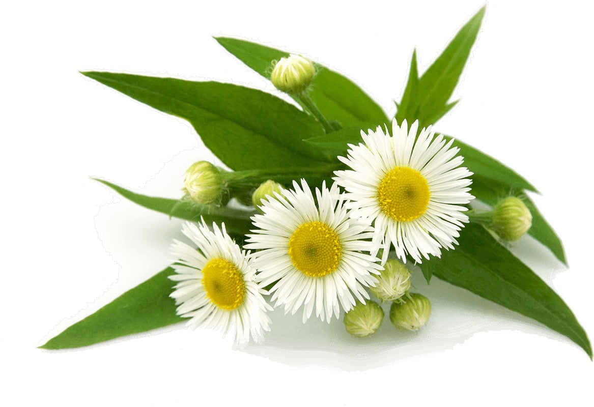Essential Oil - Chamomile (Anthemis Nobilis L)