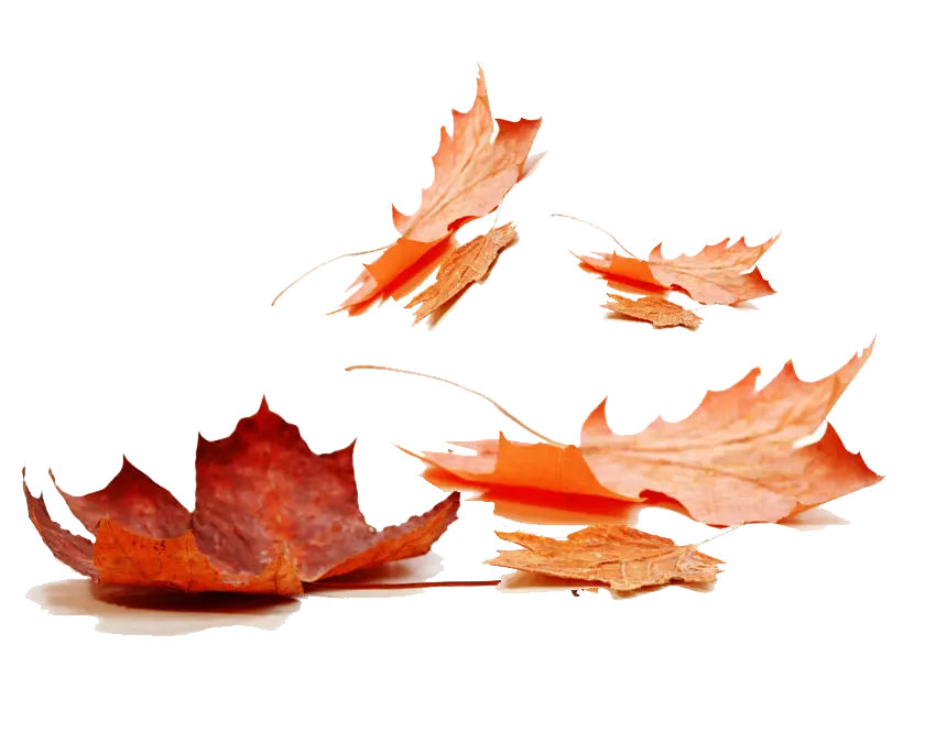 Fragrance Oil - Autumn Leaf