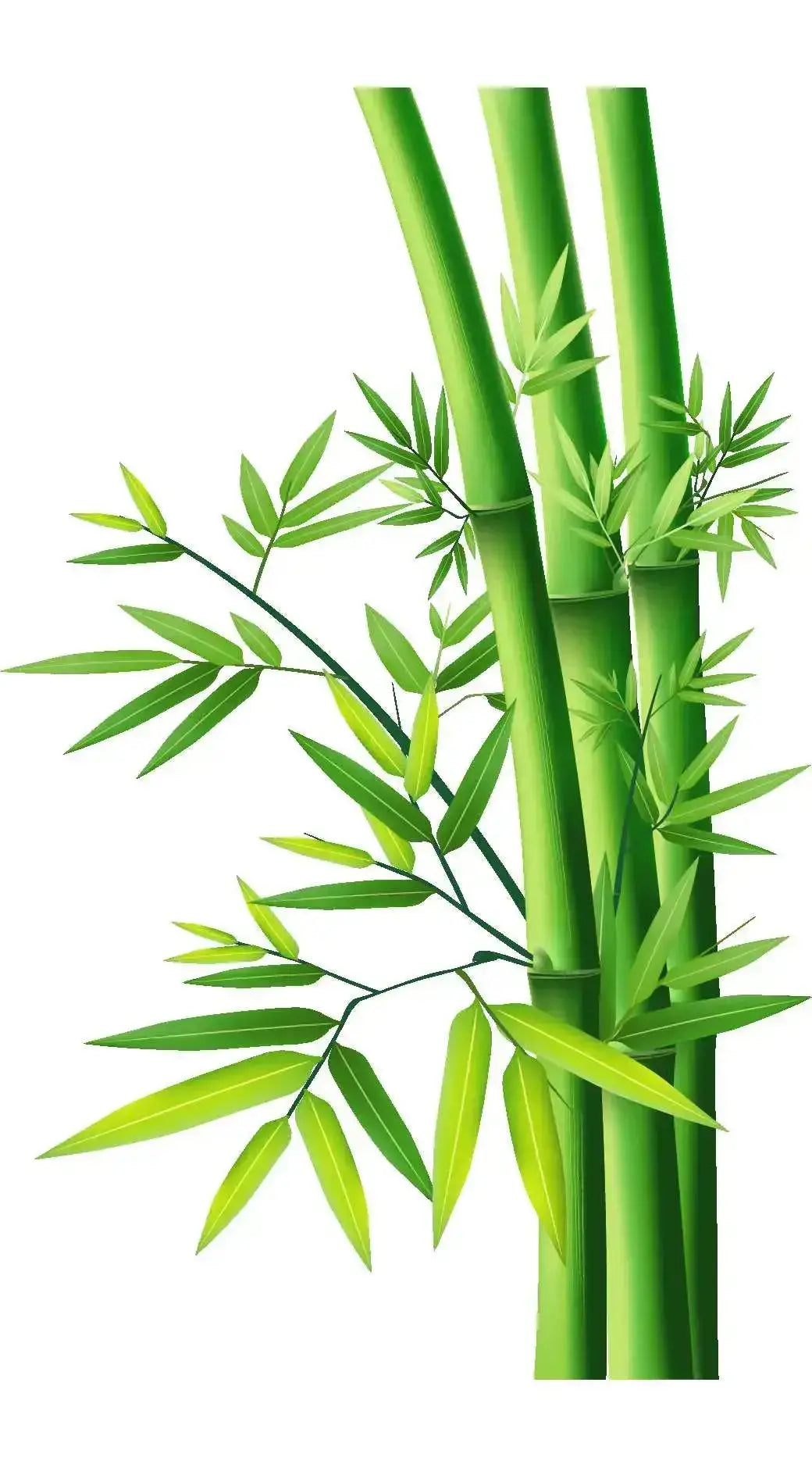 Fragrance Oil - Bamboo
