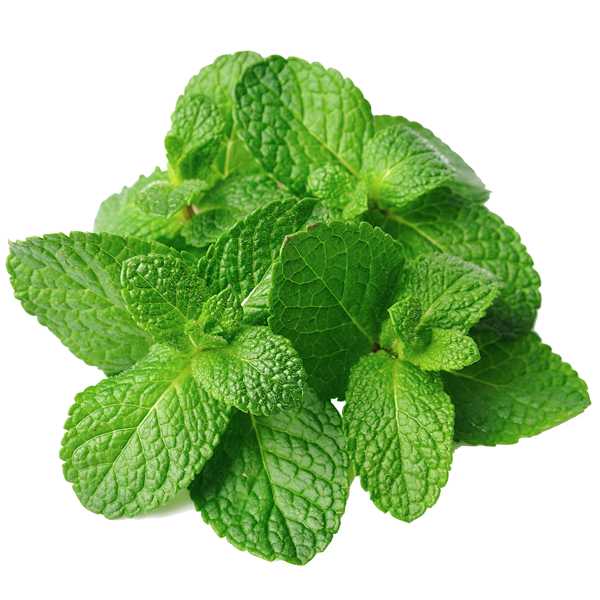 Fragrance Oil - Peppermint