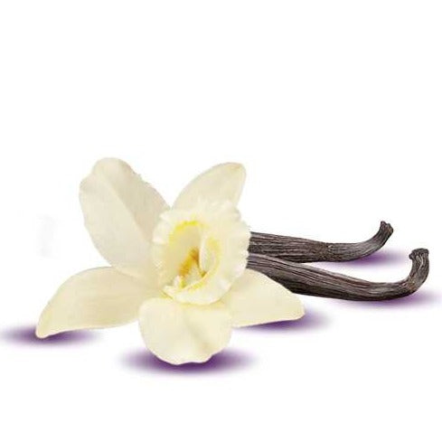 Fragrance Oil - Vanilla (Non-Darkening for Candles)