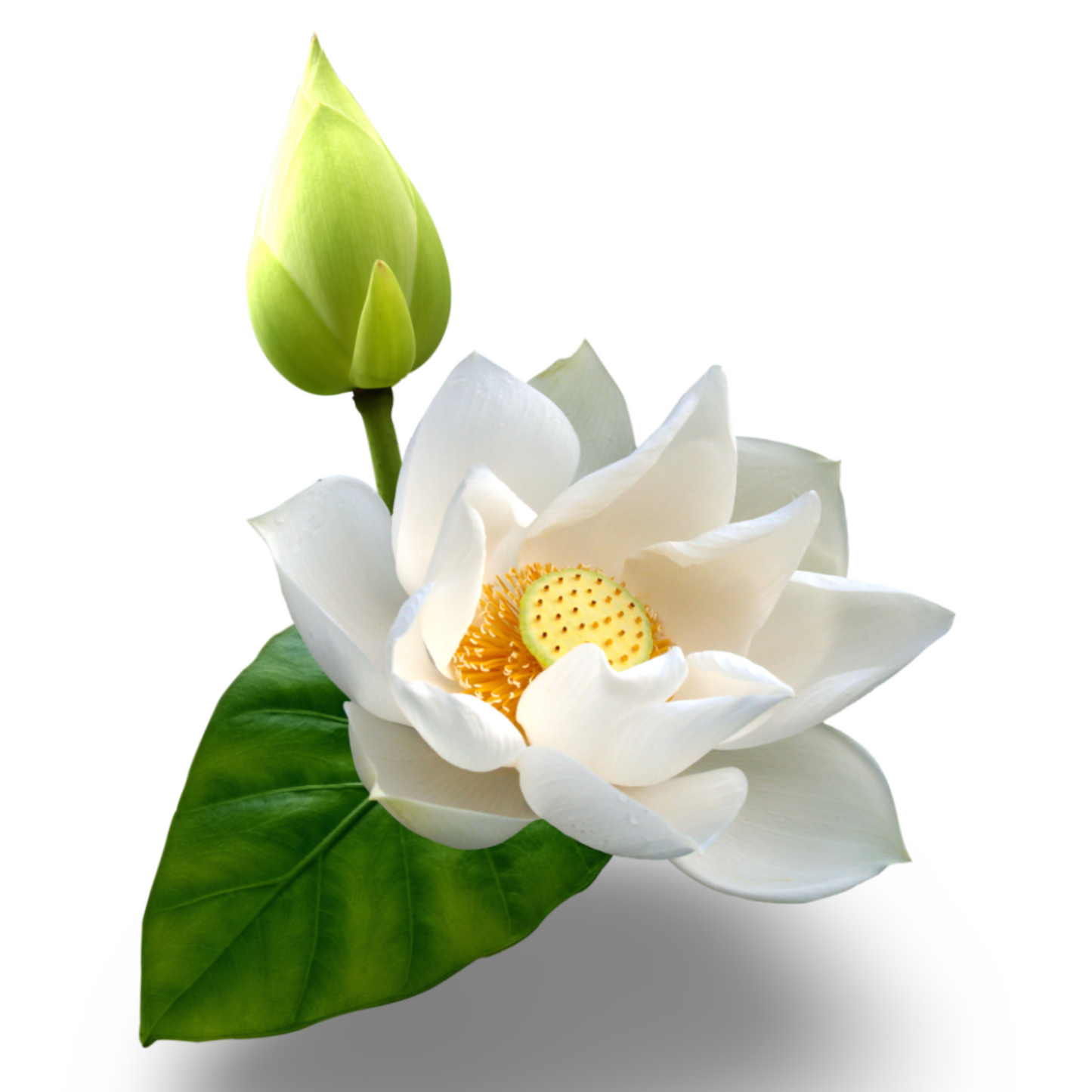 Fragrance Oil - Prestige Collection - Lotus Flower Bloom