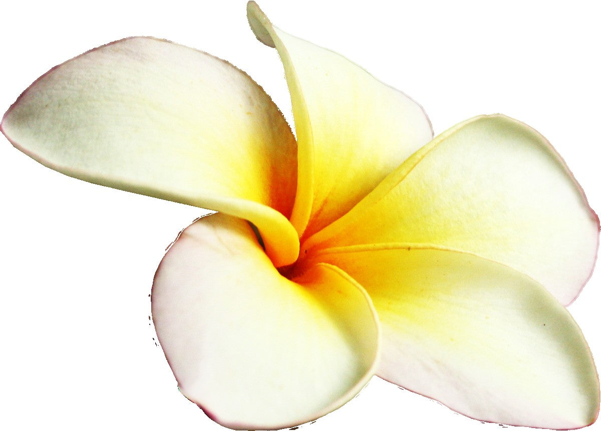 Incense - Backflow Cones - Nag Champa - 8 Cones