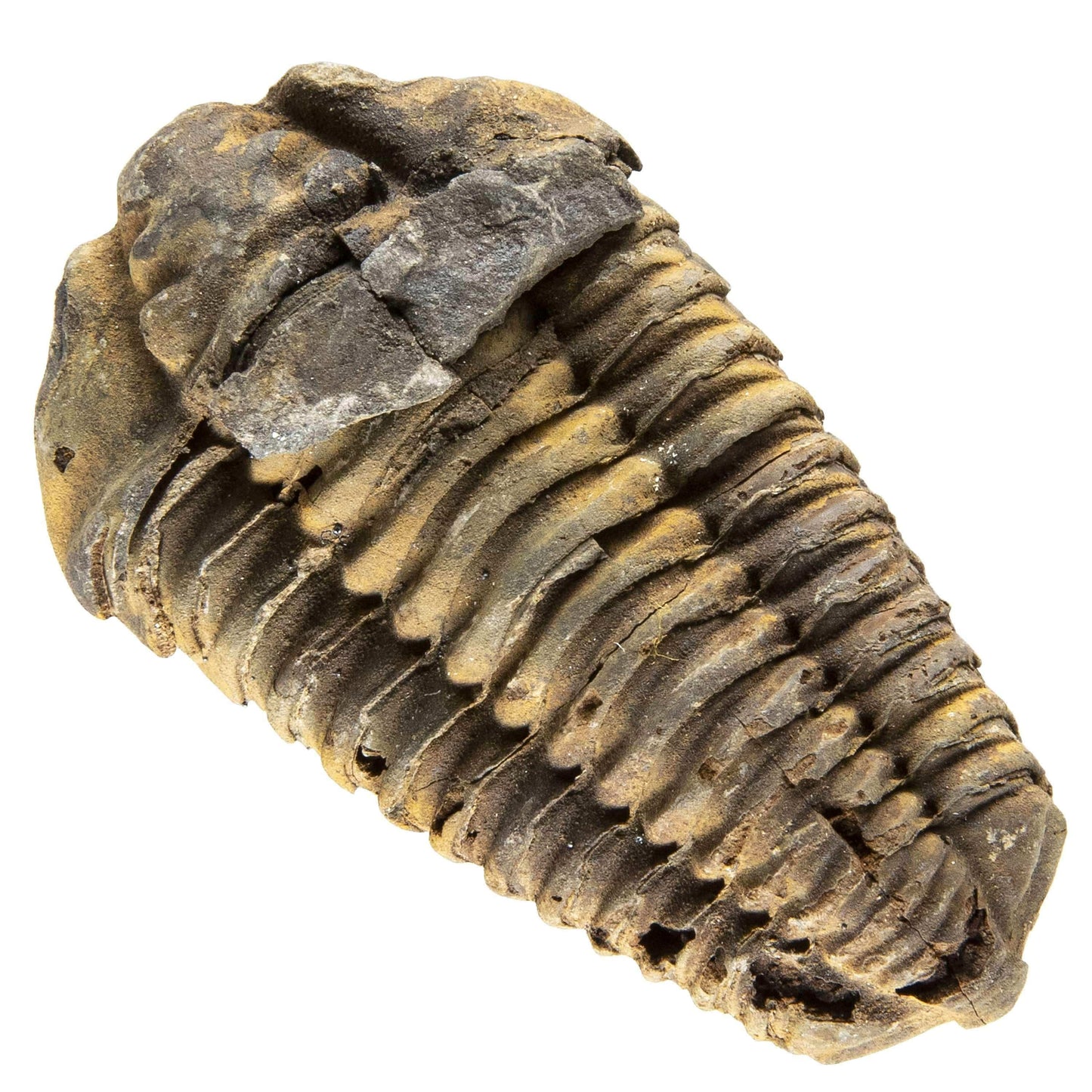 Trilobite