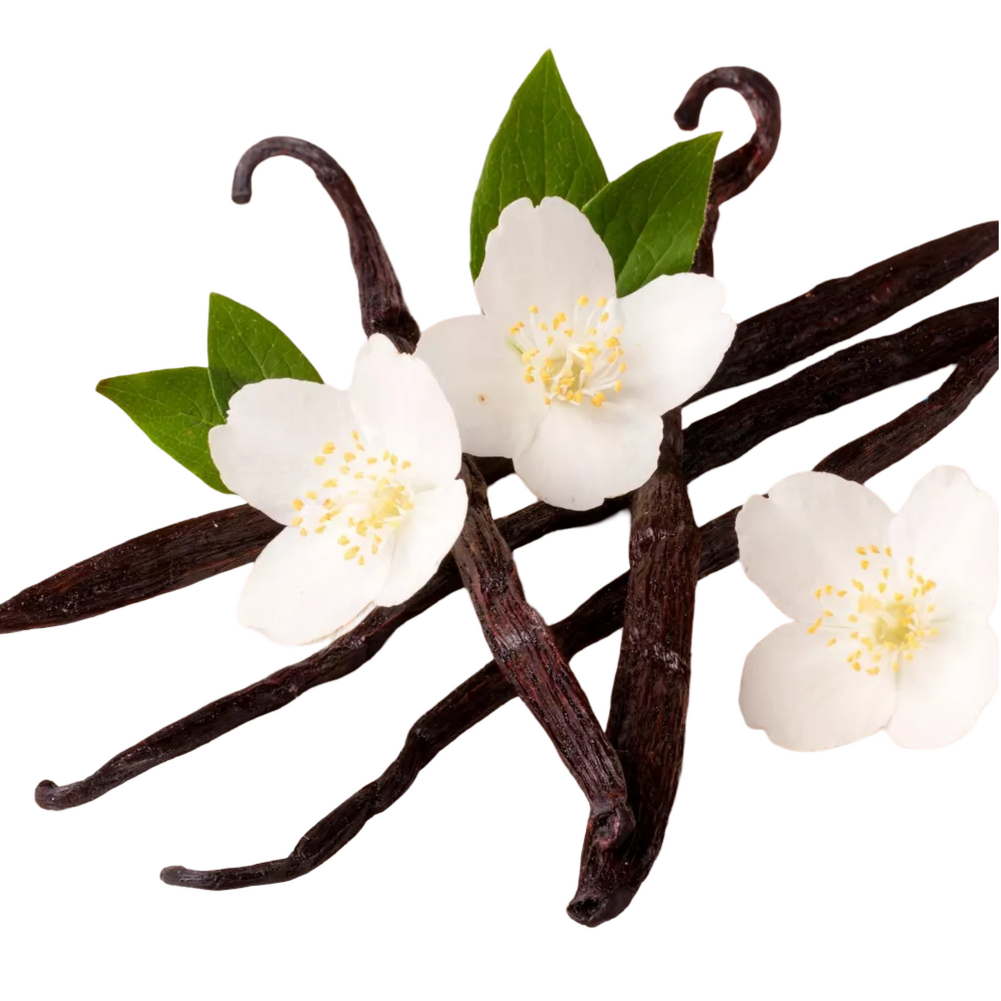 Essential Oil - Vanilla Absolute (Planifolia)